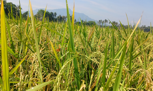 Photographic image of Grassland Biodiversity