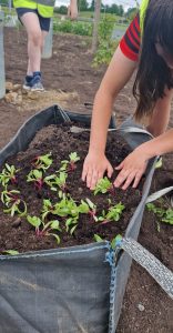 Tree planting image