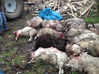 sheep killed