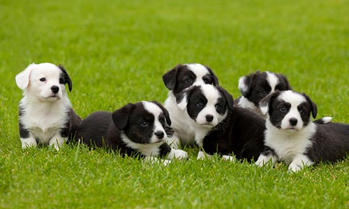 Dog Breeding Establishments