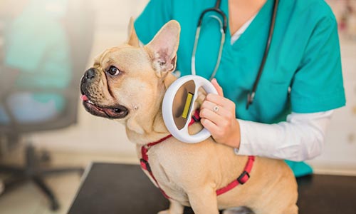 Microchipping and Registration of your dog