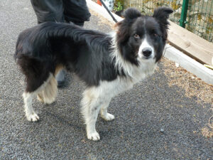 Dogs looking for new homes