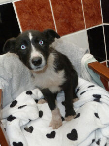 Dogs looking for new homes