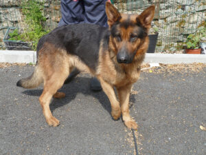 Dogs looking for new homes