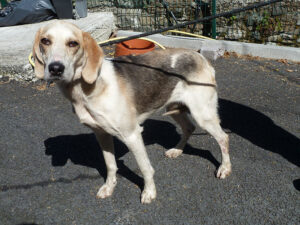 Dogs looking for new homes