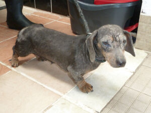 Dogs looking for new homes