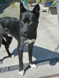 Dogs looking for new homes