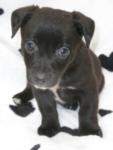 Dogs looking for new homes