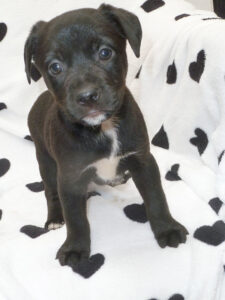 Dogs looking for new homes