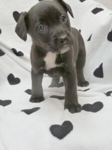 Dogs looking for new homes