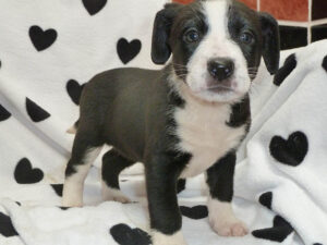 Dogs looking for new homes
