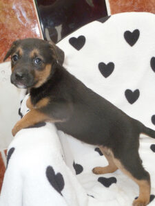Dogs looking for new homes