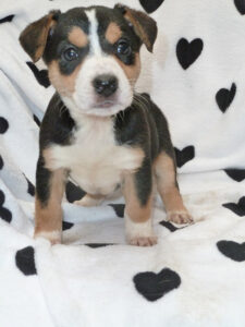 Dogs looking for new homes