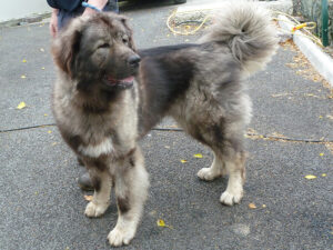 Dogs looking for new homes