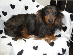 Dogs looking for new homes