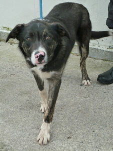 Dogs looking for new homes