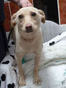 Dogs looking for new homes