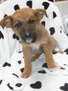 Dogs looking for new homes