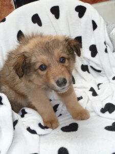 Dogs looking for new homes