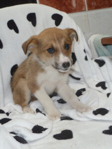 Dogs looking for new homes