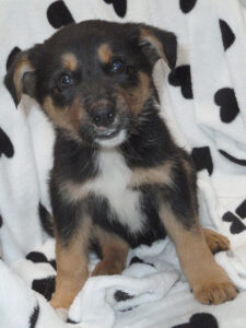 Dogs looking for new homes