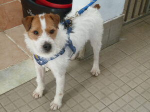 Dogs looking for new homes