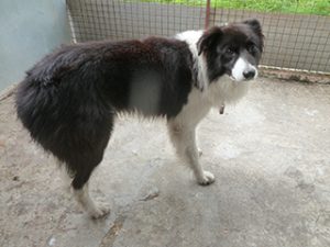 Dogs looking for new homes