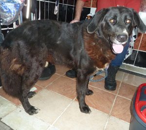 Dogs looking for new homes