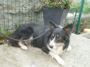 Dogs looking for new homes