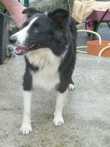 Dogs looking for new homes