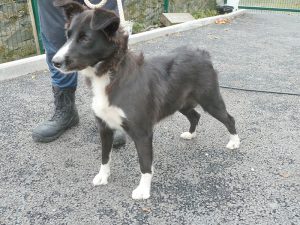 Dogs looking for new homes