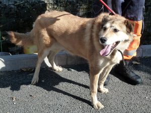 Dogs looking for new homes