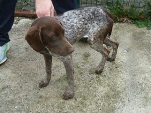 Dogs looking for new homes