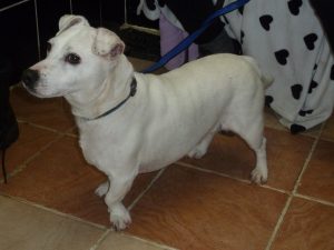 Dogs looking for new homes
