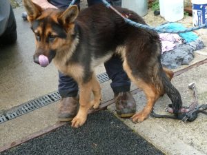 Dogs looking for new homes