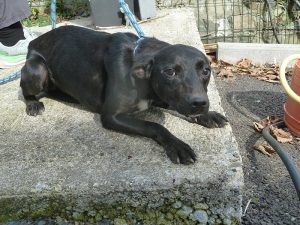 Dogs looking for new homes