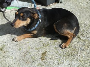 Dogs looking for new homes
