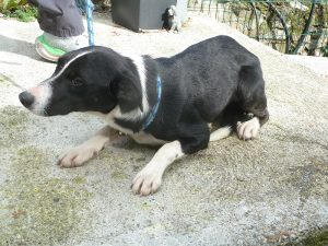 Dogs looking for new homes