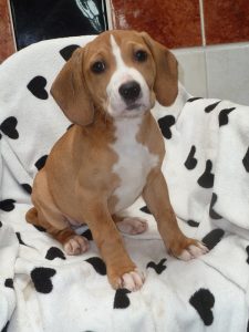 Dogs looking for new homes
