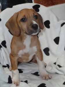 Dogs looking for new homes