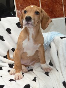 Dogs looking for new homes