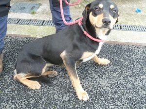 Dogs looking for new homes