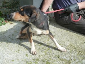 Dogs looking for new homes