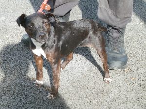 Dogs looking for new homes