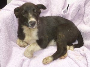 Dogs looking for new homes