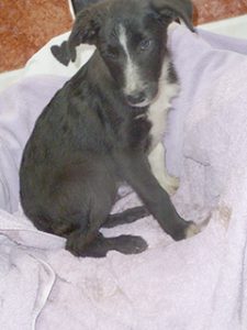 Dogs looking for new homes
