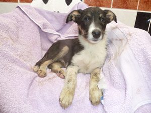 Dogs looking for new homes