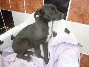 Dogs looking for new homes