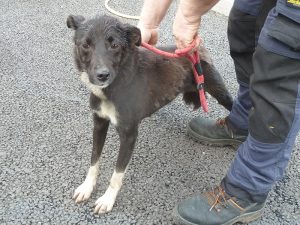 Dogs looking for new homes