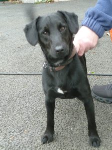 Dogs looking for new homes